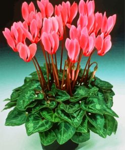 Beautiful Pink Cyclamens paint by numbers