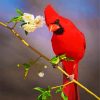 Cute Red Cardinal Bird paint by numbers