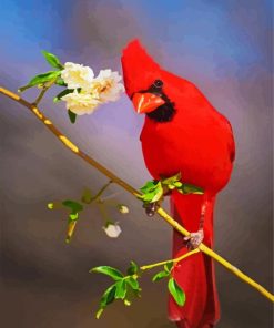 Cute Red Cardinal Bird paint by numbers