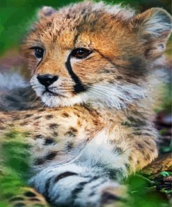 Baby Cheetah Cub paint by numbers