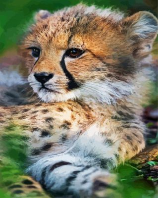 Baby Cheetah Cub paint by numbers