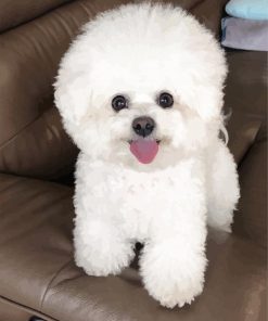 Bichon Frise Dog paint by numbers