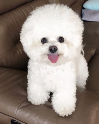 Bichon Frise Dog paint by numbers