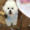 Bichon Frise With Dress paint by numbers