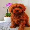 Brown Cavoodle Puppy paint by numbers