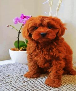 Brown Cavoodle Puppy paint by numbers