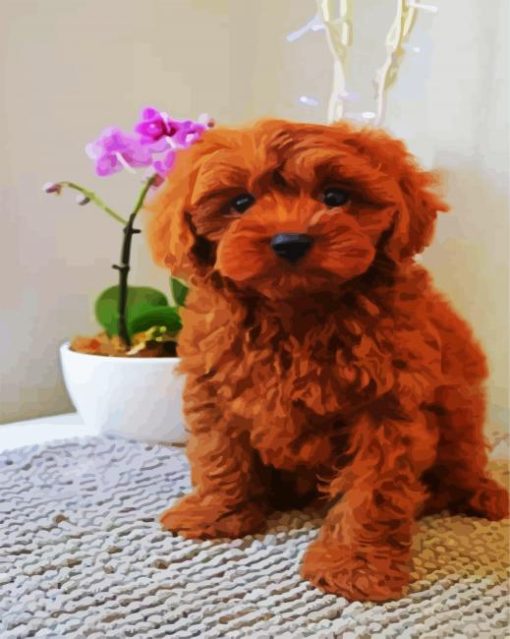 Brown Cavoodle Puppy paint by numbers