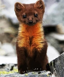 Cute Brown Weasel paint by numbers