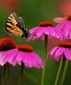 Butterfly On Coneflowers paint by numbers