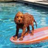 Cavapoo Swimming Pool paint by numbers