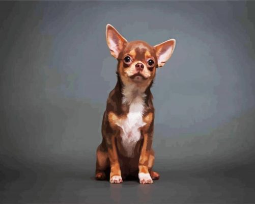 Chihuahua Puppy paint by numbers