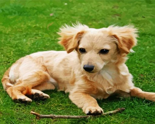 Chiweenie Dog On Grass paint by numbers