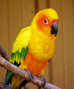 Sun Conure Bird On Branch paint by numbers