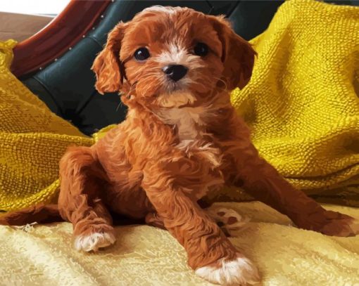 Cute Cavoodle paint by numbers