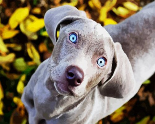 Cute Weimaraner Puppy paint by numbers