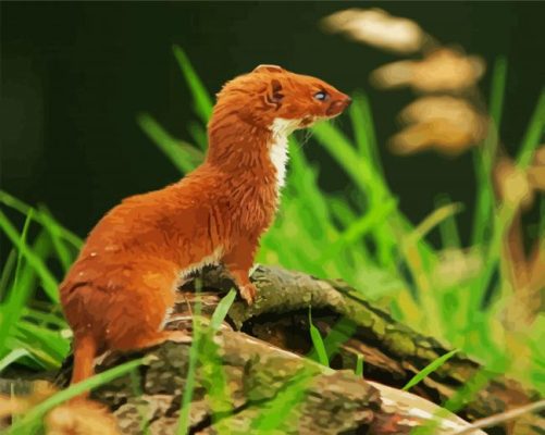 Aesthetic Brown Weasel paint by numbers