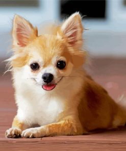 Cute Chihuahua Dog paint by numbers