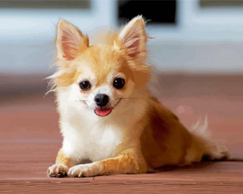 Cute Chihuahua Dog paint by numbers