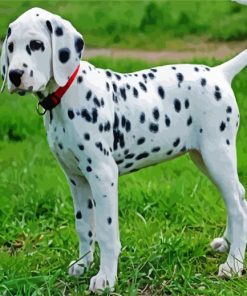 Cute Dalmatian Dog paint by numbers