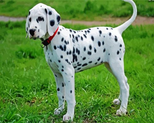 Cute Dalmatian Dog paint by numbers