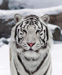 Whitetiger Animal paint by numbers