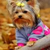 Wonderful Yorkie Puppy paint by numbers