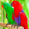 Eclectus Parrots Birds paint by numbers