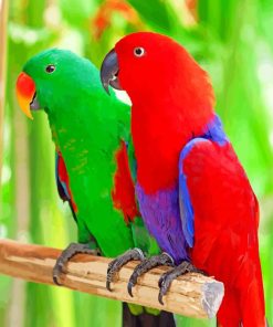 Eclectus Parrots Birds paint by numbers