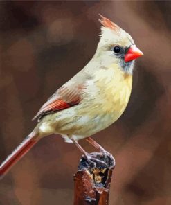 Female Cardinal Bird paint by numbers