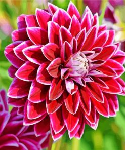 Aesthetic Dahlia Flower paint by numbers