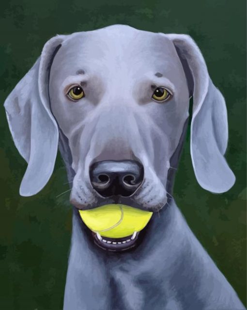 Weimaraner Dog With Tennis Ball paint by numbers