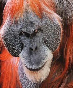 Aesthetic Orangutan paint by numbers