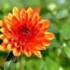 Orange Chrysanthemum paint by numbers