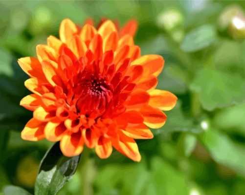 Orange Chrysanthemum paint by numbers