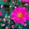 Pink Anemone Flower paint by numbers