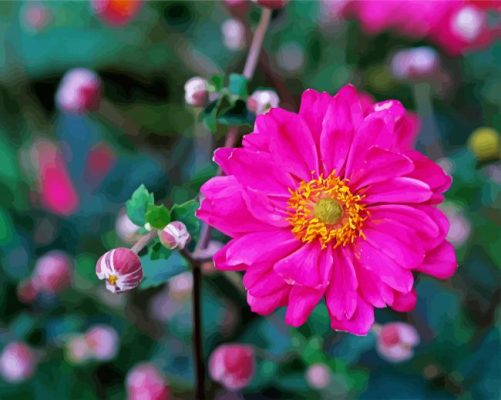 Pink Anemone Flower paint by numbers