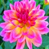 Beautiful Dahlia paint by numbers