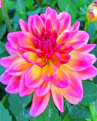 Beautiful Dahlia paint by numbers