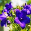 Purple Bellflower paint by numbers