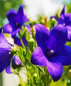 Purple Bellflower paint by numbers