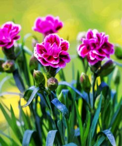 Purple Carnations paint by numbers