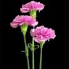 Carnations Flowers paint by numbers