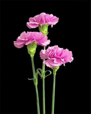 Carnations Flowers paint by numbers