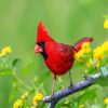 Red Cardinal Bird paint by numbers