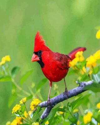 Red Cardinal Bird paint by numbers