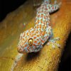 Tokay Gecko Reptile paint by numbers