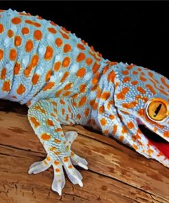 Aesthetic Tokay Gecko paint by numbers