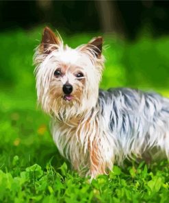 White Yorkie On Grass paint by numbers