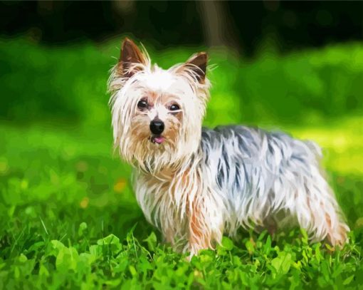 White Yorkie On Grass paint by numbers