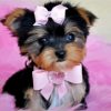 Yorkie Puppy With Accessories paint by numbers